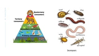 BY
:
MUKUL
GAUR
Decomposers
 