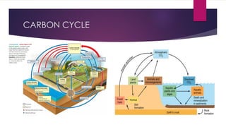 A slideshow on the meaning, types and components of an Ecosystem. | PDF