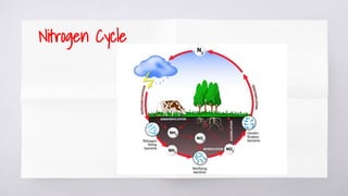 Nitrogen Cycle
 