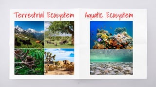12
Terrestrial Ecosystem Aquatic Ecosystem
 