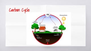 Carbon Cycle
 