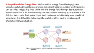Y-Shaped Model of Energy Flow: We know that energy flows through grazers
(animals, usually herbivores like cows or sheep, that primarily eat grass and other low-lying plants.)
can be called the grazing food chain, and the energy flow through detritus(natural
waste material that is left after something has been used or broken up.) consumers as the
detritus food chain. Partners of these food chains are so intimately associated that
sometimes it is difficult to determine their relative effect on the breakdown of
original primary production.
 