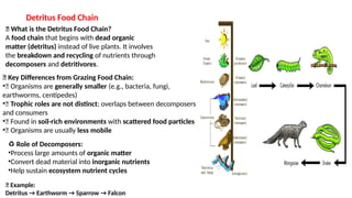 Detritus Food Chain
🔄 What is the Detritus Food Chain?
A food chain that begins with dead organic
matter (detritus) instead of live plants. It involves
the breakdown and recycling of nutrients through
decomposers and detritivores.
🌿 Key Differences from Grazing Food Chain:
•🐛 Organisms are generally smaller (e.g., bacteria, fungi,
earthworms, centipedes)
•🔬 Trophic roles are not distinct; overlaps between decomposers
and consumers
•🌱 Found in soil-rich environments with scattered food particles
•🐌 Organisms are usually less mobile
♻️Role of Decomposers:
•Process large amounts of organic matter
•Convert dead material into inorganic nutrients
•Help sustain ecosystem nutrient cycles
📌 Example:
Detritus → Earthworm → Sparrow → Falcon
 
