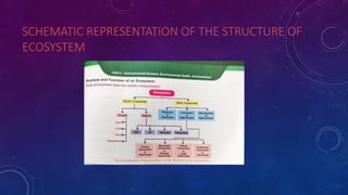 Comprehensive Overview of Ecosystems: Structure, Function, and Types | PPTX