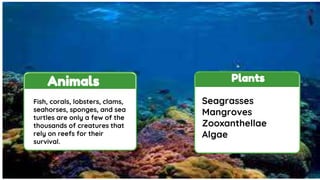 Plants
Animals
Seagrasses
Mangroves
Zooxanthellae
Algae
Fish, corals, lobsters, clams,
seahorses, sponges, and sea
turtles are only a few of the
thousands of creatures that
rely on reefs for their
survival.
 
