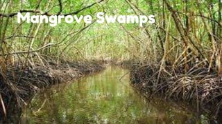 Mangrove Swamps
 