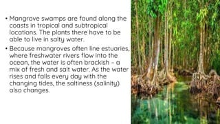 • Mangrove swamps are found along the
coasts in tropical and subtropical
locations. The plants there have to be
able to live in salty water.
• Because mangroves often line estuaries,
where freshwater rivers flow into the
ocean, the water is often brackish – a
mix of fresh and salt water. As the water
rises and falls every day with the
changing tides, the saltiness (salinity)
also changes.
 