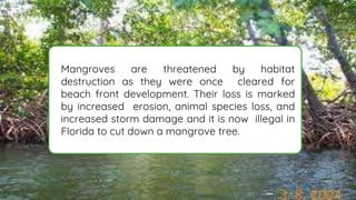 Mangroves Their loss is markeFlorida to cut down a mangrove tree.
Mangroves are threatened by habitat
destruction as they were once cleared for
beach front development. Their loss is marked
by increased erosion, animal species loss, and
increased storm damage and it is now illegal in
Florida to cut down a mangrove tree.
 