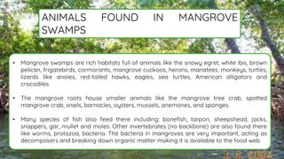 • Mangrove swamps are rich habitats full of animals like the snowy egret, white ibis, brown
pelican, frigatebirds, cormorants, mangrove cuckoos, herons, manatees, monkeys, turtles,
lizards like anoles, red-tailed hawks, eagles, sea turtles, American alligators and
crocodiles.
• The mangrove roots house smaller animals like the mangrove tree crab, spotted
mangrove crab, snails, barnacles, oysters, mussels, anemones, and sponges.
• Many species of fish also feed there including: bonefish, tarpon, sheepshead, jacks,
snappers, gar, mullet and moles. Other invertebrates (no backbone) are also found there
like worms, protozoa, bacteria. The bacteria in mangroves are very important, acting as
decomposers and breaking down organic matter making it is available to the food web.
ANIMALS FOUND IN MANGROVE
SWAMPS.
 