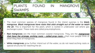 • The most common species of mangrove found in the inland swamps is the black
mangrove. Black mangroves have roots that stick straight out of the water to reach
the air. This is important for the plant, which is rooted in underwater soil where gas
exchange is poor. These roots are called pneumatophores.
• Red mangroves are the most common coastal mangroves. They are the mangroves
that have the strange, arching roots – called prop roots – that most people think of
when they hear of mangroves.
• White mangroves grow further inland out of the water, so do not need arching roots or
special structures for reaching the air.
PLANTS FOUND IN MANGROVE
SWAMPS.
 