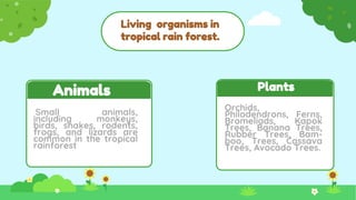 Living organisms in
tropical rain forest.
Plants
Animals
Small animals,
including monkeys,
birds, snakes, rodents,
frogs, and lizards are
common in the tropical
rainforest.
Orchids,
Philodendrons, Ferns,
Bromeliads, Kapok
Trees, Banana Trees,
Rubber Trees, Bam-
boo, Trees, Cassava
Trees, Avocado Trees.
 