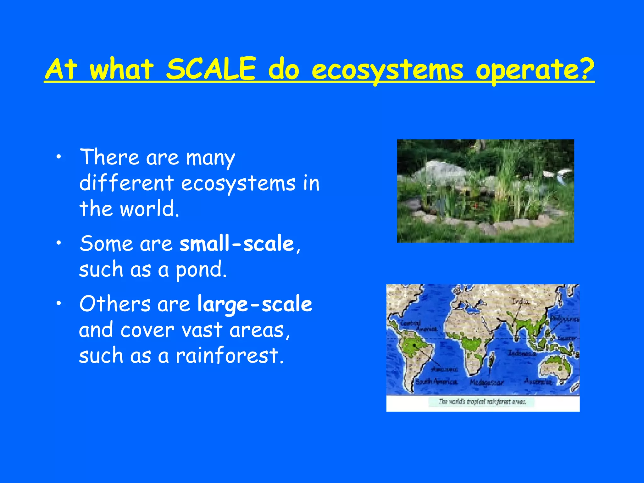 At what SCALE do ecosystems operate? There are many different ecosystems in the world. Some are  small-scale , such as a pond. Others are  large-scale  and cover vast areas, such as a rainforest. 