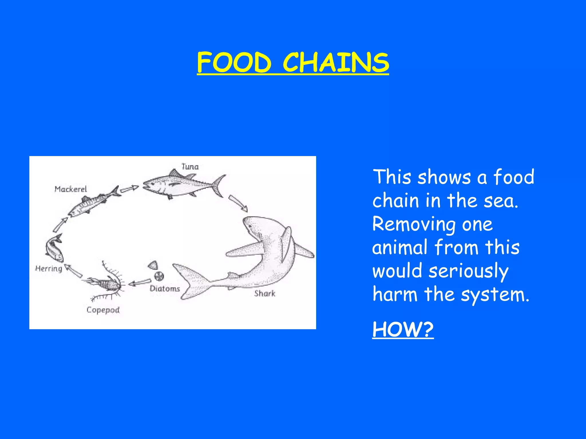 FOOD CHAINS This shows a food chain in the sea. Removing one animal from this would seriously harm the system.  HOW? 