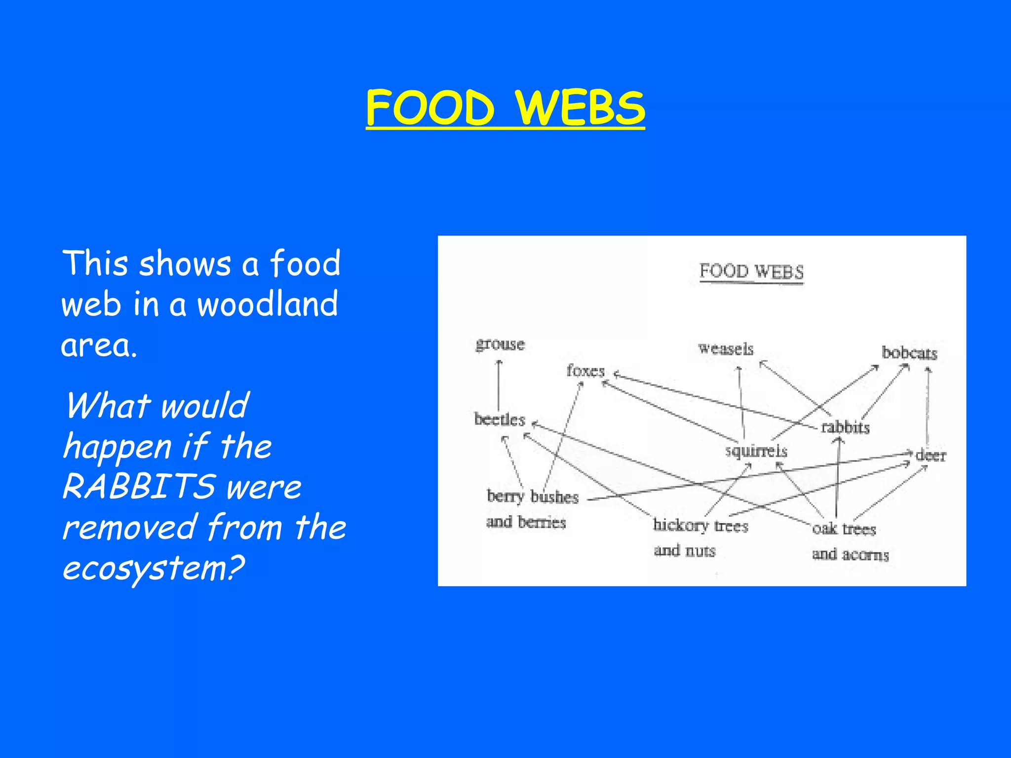 FOOD WEBS This shows a food web in a woodland area.  What would happen if the RABBITS were removed from the ecosystem? 