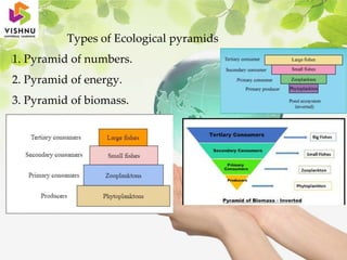 Types of Ecological pyramids
1. Pyramid of numbers.
2. Pyramid of energy.
3. Pyramid of biomass.
 