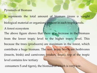 Pyramids of Biomass
It represents the total amount of biomass (mass o weight
biological material or organism) present in each tropic levels.
A forest ecosystem
The above figure shows that there is a decrease in the biomass
from the lower tropic level to the higher tropic level. This
because the trees (producers) are maximum in the forest, which
contribute a huge biomass. The next tropic levels are herbivores
(insects, birds) and carnivores (snakes, foxes). top of the tropic
level contains few tertiary
consumers S and tigers), the biomass of which is very low.
 