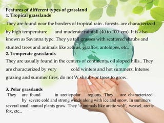 Features of different types of grassland
1. Tropical grasslands
They are found near the borders of tropical rain . forests. are characterized
by high temperature and moderate rainfall (40 to 100 cm). It is also
known as Savanna type. They ye tall grasses with scattered shrubs and
stunted trees and animals like zebras, giraffes, antelopes, etc.,
2. Temperate grasslands
They are usually found in the centers of continents, oil sloped hills.. They
are characterized by very cold winters and hot summers: Intense
grazing and summer fires, do not W shrubs or trees to grow.
3. Polar grasslands
They are found in arcticpolar regions. They are characterized
by severe cold and strong winds along with ice and snow. In summers
several small annual plants grow. They ‘e animals like arctic wolf, weasel, arctic
fox, etc.,
 