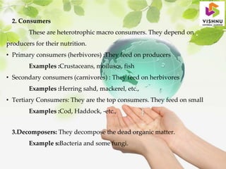 2. Consumers
These are heterotrophic macro consumers. They depend on
producers for their nutrition.
• Primary consumers (herbivores) :They feed on producers
Examples :Crustaceans, moiluscs, fish
• Secondary consumers (carnivores) : They feed on herbivores
Examples :Herring sahd, mackerel, etc.,
• Tertiary Consumers: They are the top consumers. They feed on small
Examples :Cod, Haddock, -etc.,
3.Decomposers: They decompose the dead organic matter.
Example s:Bacteria and some fungi.
 