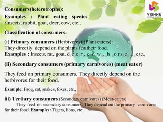 Consumers(heterotrophs):
Examples : Plant eating species
:Insects, rabbit, goat, deer, cow, etc.,
Classification of consumers:
(i) Primary consumers (Herbivores) (Plant eaters):
They directly depend on the plants for their food.
Examples : Insects, rat, goat, dVe.Se.Sra,racvaonawM,anhi, Hoerasd e& A, Pe/tc.,
(ii) Secondary consumers (primary carnivores) (meat eater)
They feed on primary consumers. They directly depend on the
herbivores for their food.
Example: Frog, cat, snakes, foxes, etc.,
iii) Tertiary consumers (Secondary carnivores) (Meat-eaters)
They feed on secondary consumers. They depend on the primary carnivores
for their food. Examples: Tigers, lions, etc.
 