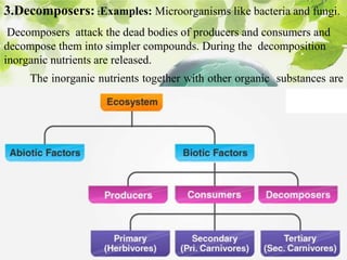 V.S.Saravana Mani, Head & AP
/ Chemistry, AEC Salem
3.Decomposers: :Examples: Microorganisms like bacteria and fungi.
Decomposers attack the dead bodies of producers and consumers and
decompose them into simpler compounds. During the decomposition
inorganic nutrients are released.
The inorganic nutrients together with other organic substances are
then utilized by the procedures for the synthesis of their own food.
 
