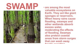 SWAMP • are among the most
valuable ecosystems on
Earth. They act like giant
sponges or reservoirs.
When heavy rains cause
flooding, swamps and
other wetlands absorb
excess water,
moderating the effects
of flooding. Swamps
also protect coastal
areas from storm surges
that can wash away
 