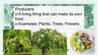 Producers
o A living thing that can make its own
food.
o Examples: Plants, Trees, Flowers
 