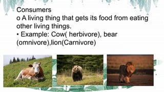 Consumers
o A living thing that gets its food from eating
other living things.
• Example: Cow( herbivore), bear
(omnivore),lion(Carnivore)
 