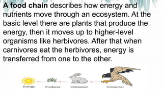A food chain describes how energy and
nutrients move through an ecosystem. At the
basic level there are plants that produce the
energy, then it moves up to higher-level
organisms like herbivores. After that when
carnivores eat the herbivores, energy is
transferred from one to the other.
 