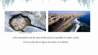 o An ecosystem can be very small such as a puddle or under a rock.
o It can also be as big as an ocean or a desert.
 