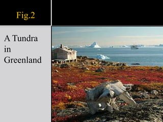 Fig.2A Tundra in Greenland