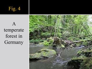 Fig. 4A temperate forest in Germany