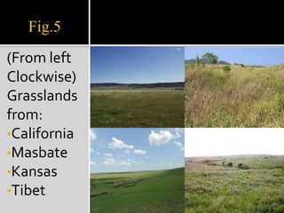 Fig.5(From left Clockwise)Grasslands from:California