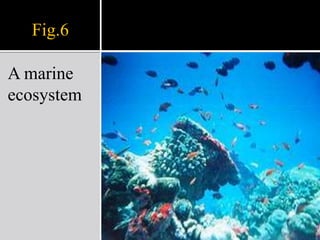 Tibet2. Aquatic ecosystem   An aquatic ecosystem is an ecosystem located in a body of water. Communities of organisms that are dependent on each other and on their environment live in aquatic ecosystems. The two main types of aquatic ecosystems are:marine ecosystems freshwater ecosystems