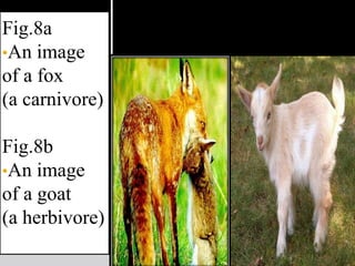 Feeding relationshipThese are the relations between the predator and its prey. Meaning to say, it is the ways of how energy and consumption takes place in the natural world. 