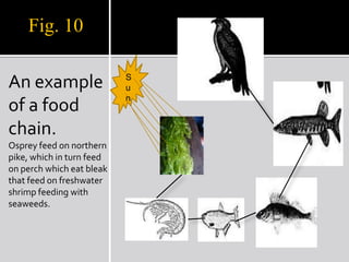3. Ecological pyramid Ecological pyramid is a graphical representation designed to show the biomass or biomass productivity at each tropic level in a given ecosystem.