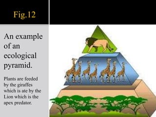 5-  Apex Predatorsor4-Apex Predators3-Carnivores2-Herbivores1- Primary producersFig.13