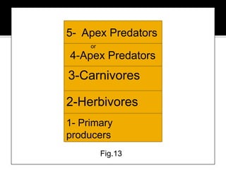 Biomassis the amount of living or organic matter present in an organism. Biomass pyramids show how much biomass is present in the organisms at each tropic level, while productivity pyramids show the production or turnover in biomass.