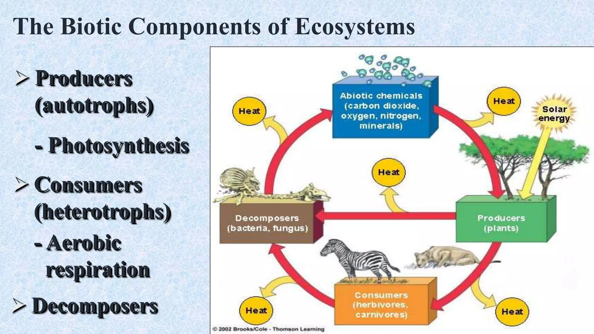 The Biotic Components of Ecosystems
 Producers
(autotrophs)
- Photosynthesis
 Consumers
(heterotrophs)
- Aerobic
respiration
 Decomposers
 