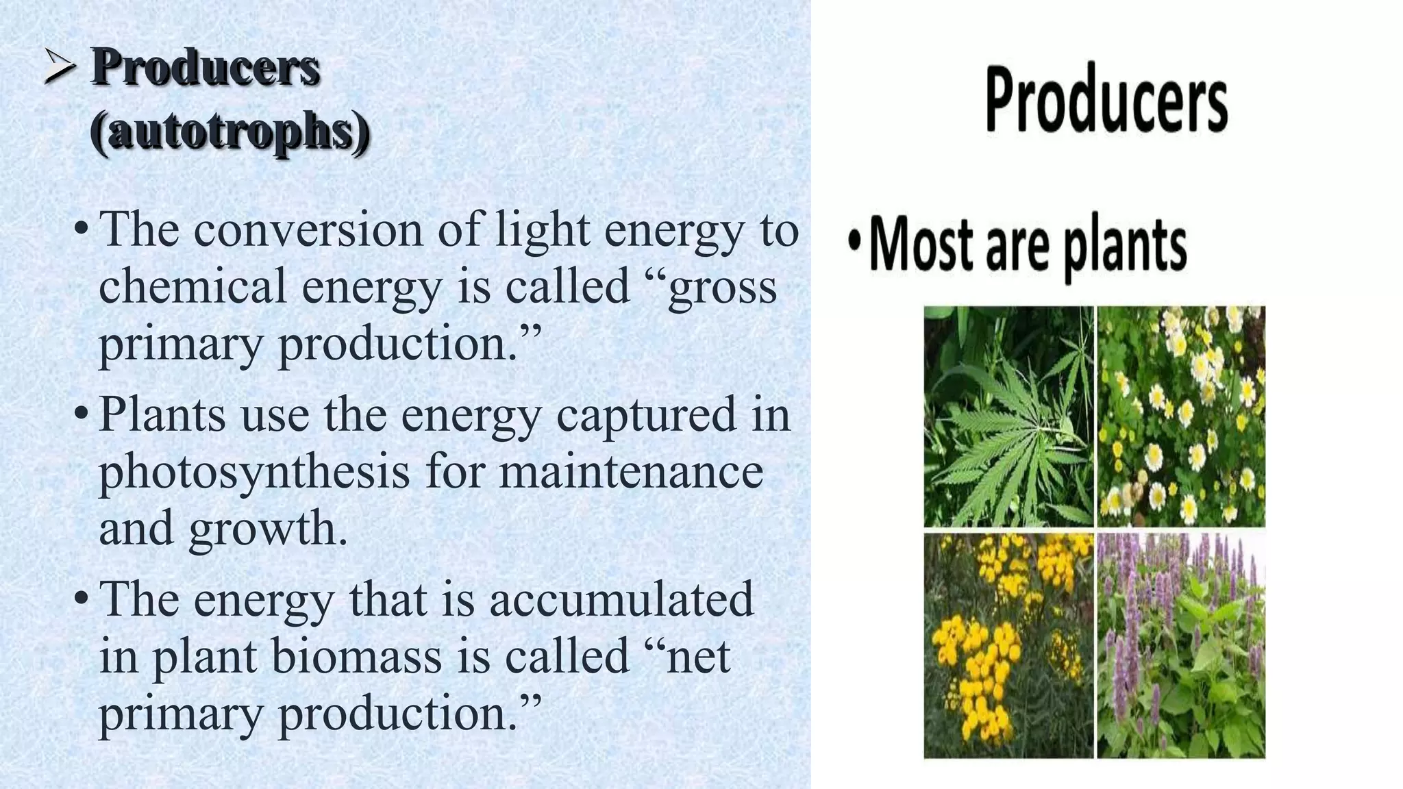  Producers
(autotrophs)
•The conversion of light energy to
chemical energy is called “gross
primary production.”
•Plants use the energy captured in
photosynthesis for maintenance
and growth.
•The energy that is accumulated
in plant biomass is called “net
primary production.”
 
