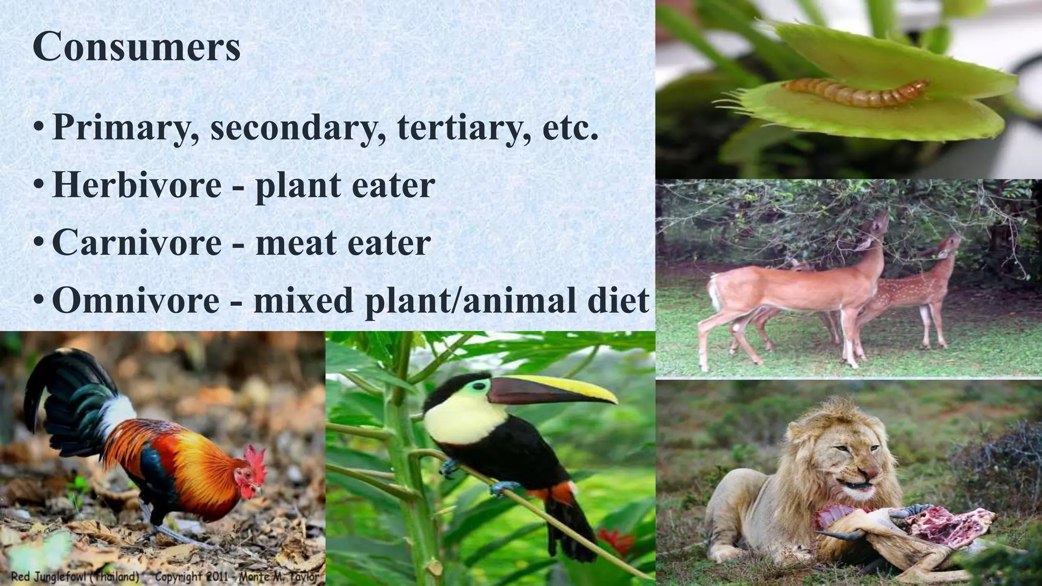 Consumers
• Primary, secondary, tertiary, etc.
• Herbivore - plant eater
• Carnivore - meat eater
•Omnivore - mixed plant/animal diet
 