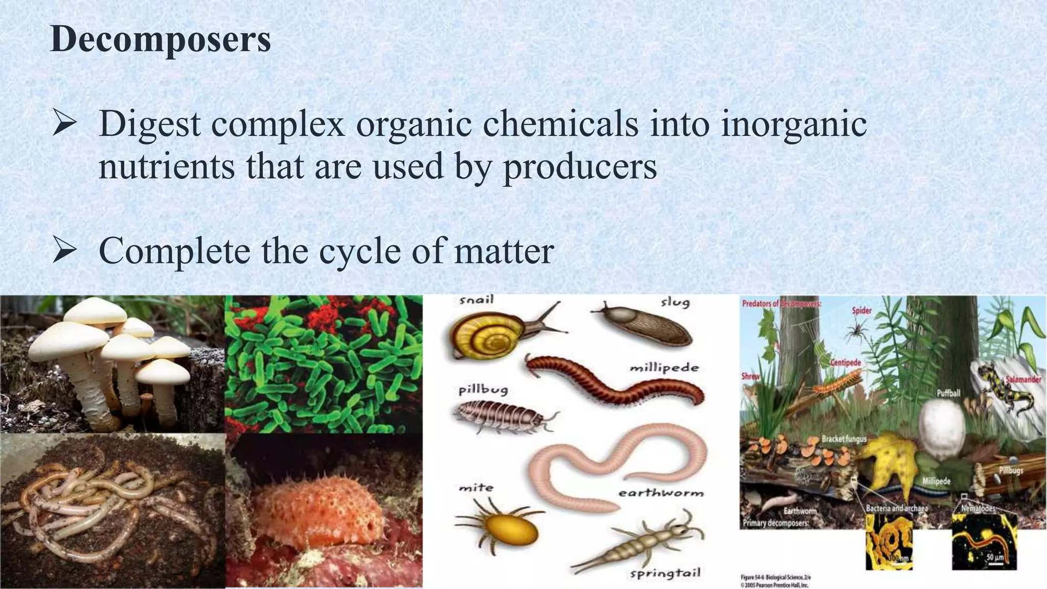 Decomposers
 Digest complex organic chemicals into inorganic
nutrients that are used by producers
 Complete the cycle of matter
 