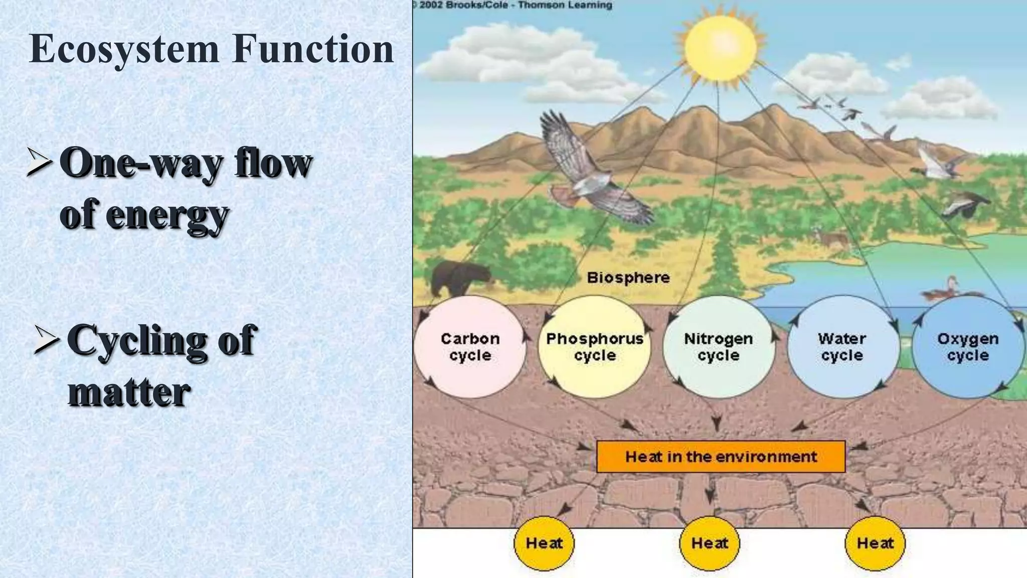 Ecosystem Function
One-way flow
of energy
Cycling of
matter
 