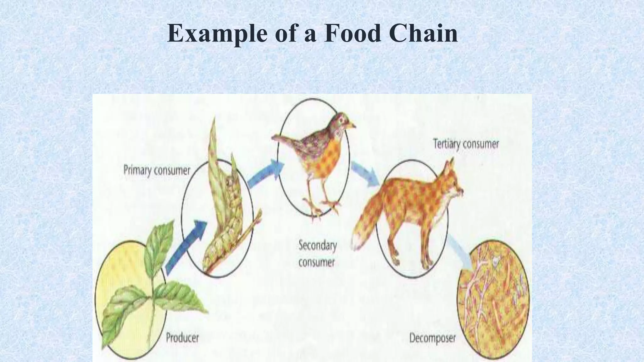 Example of a Food Chain
 