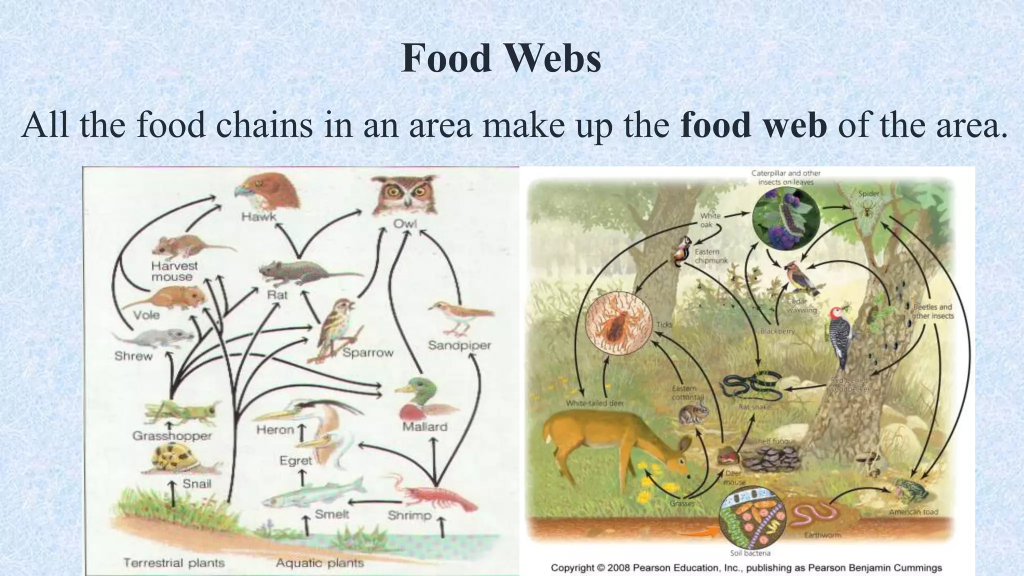 Food Webs
All the food chains in an area make up the food web of the area.
 
