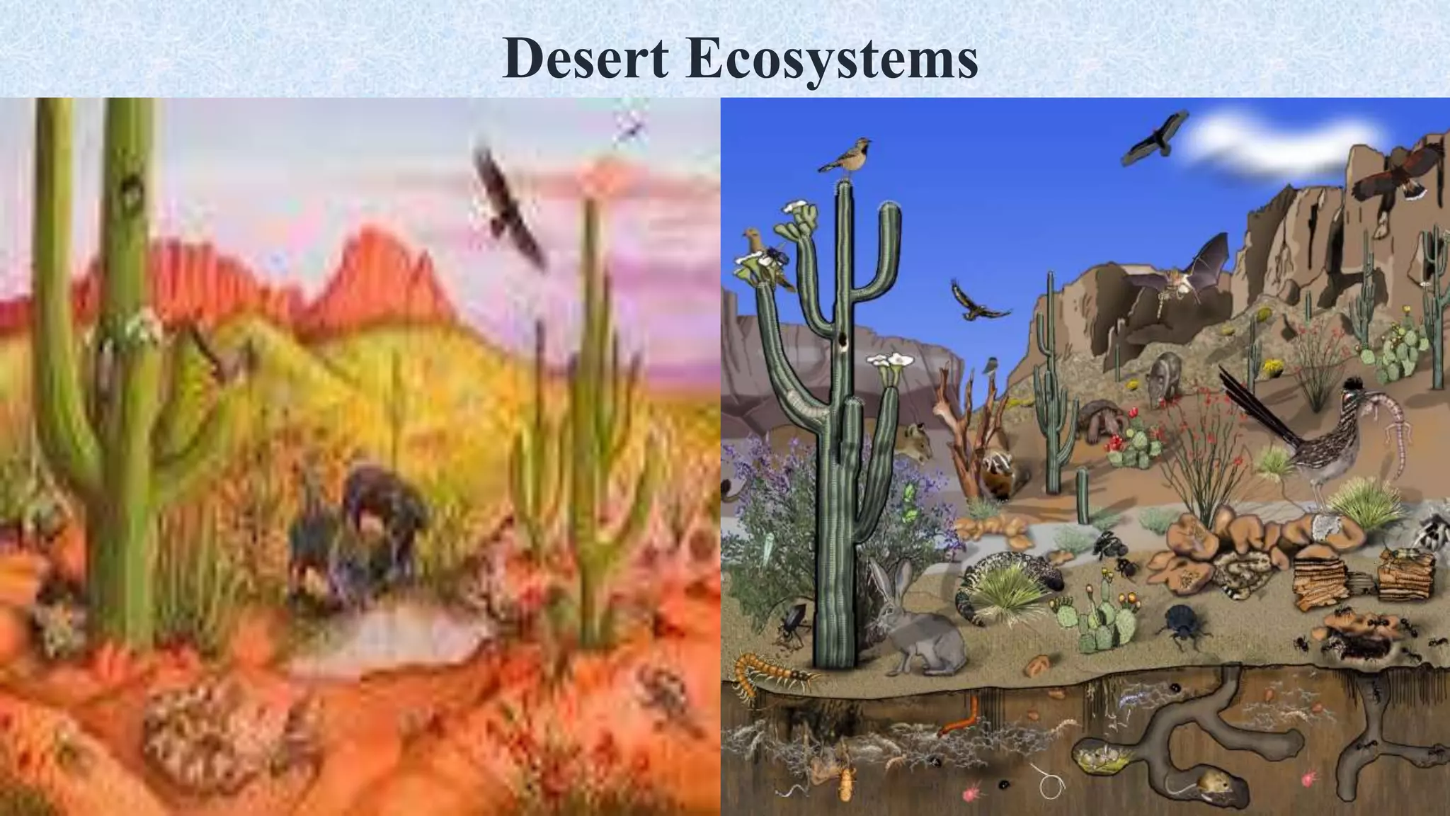 Desert Ecosystems
 