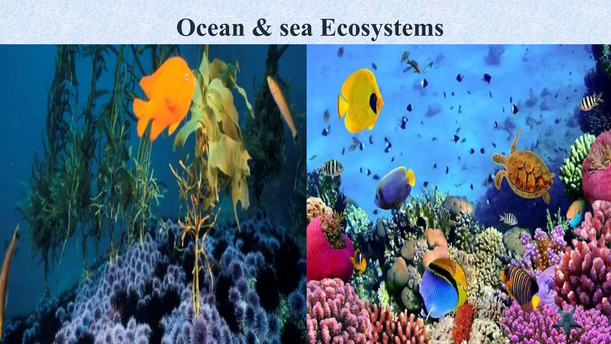 Ocean & sea Ecosystems
 