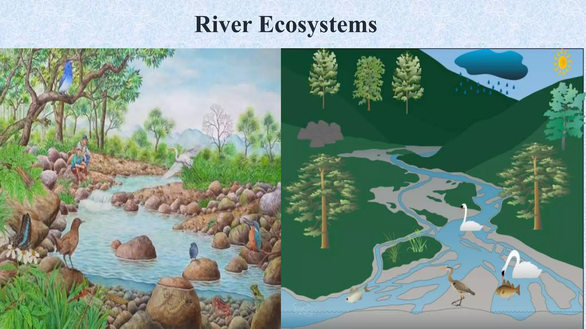 River Ecosystems
 