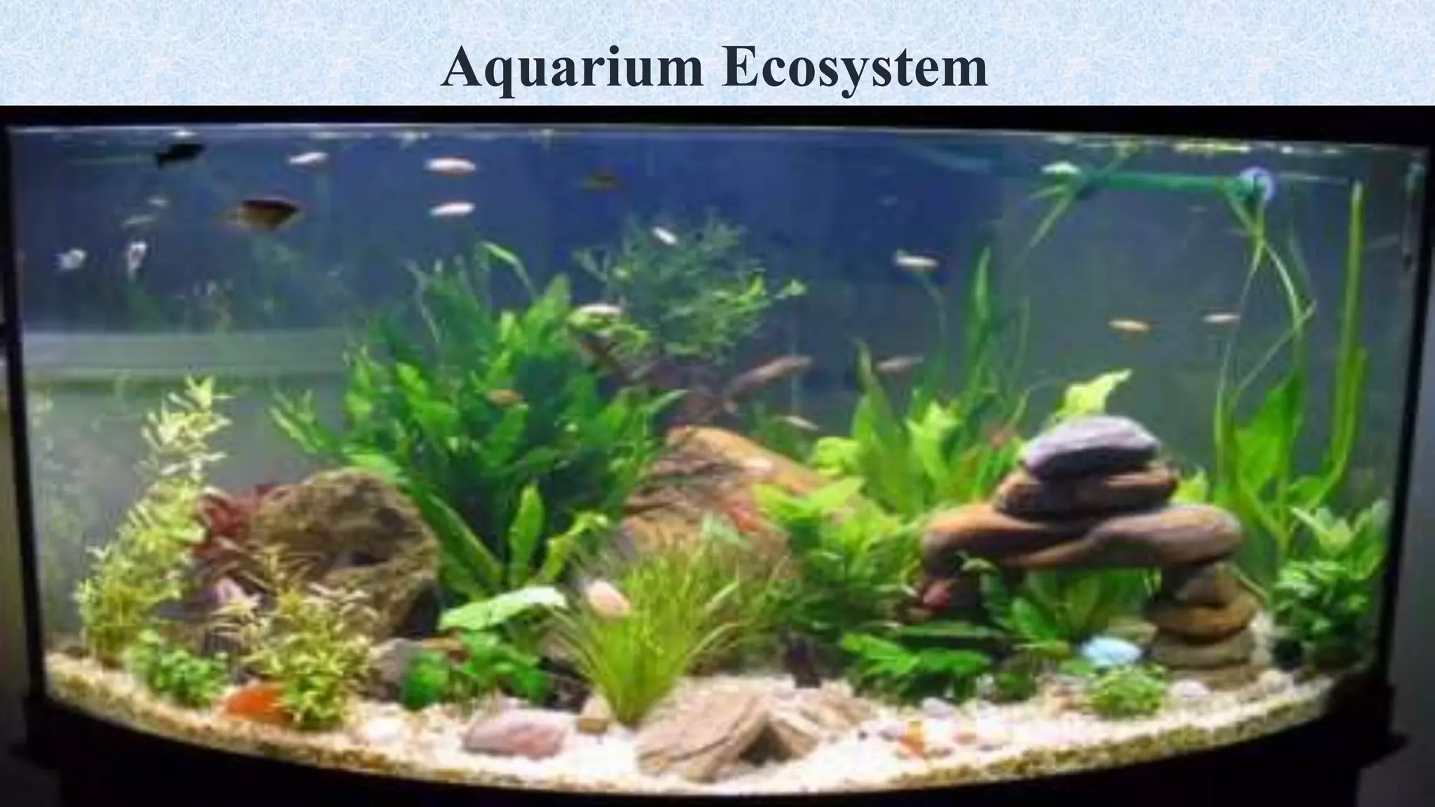 Aquarium Ecosystem
 