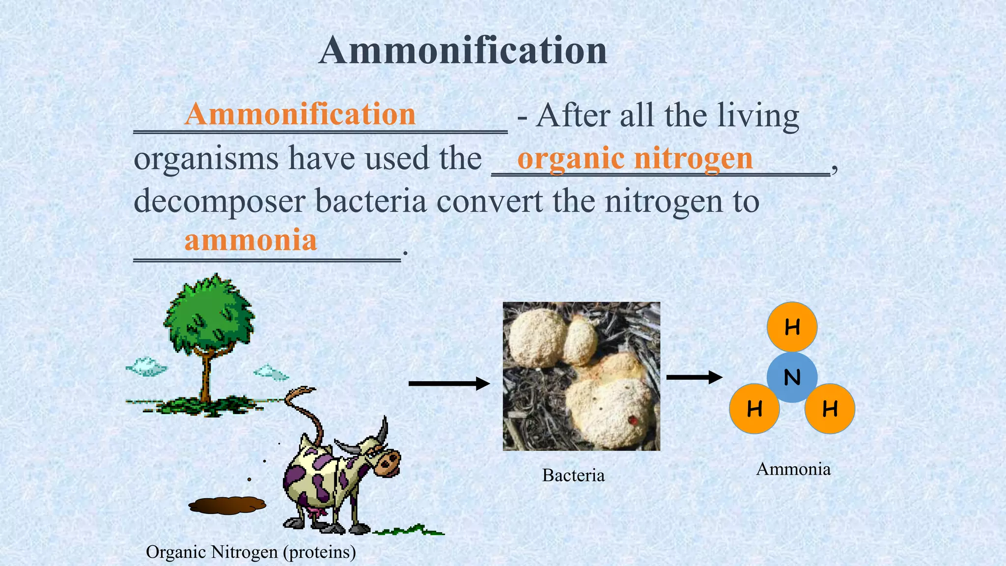 Ammonification
_____________________ - After all the living
organisms have used the ___________________,
decomposer bacteria convert the nitrogen to
_______________.
N
H
H
H
Ammonification
organic nitrogen
ammonia
Bacteria Ammonia
Organic Nitrogen (proteins)
 