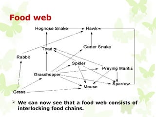 ecosystem food chain food web presentation .pptx